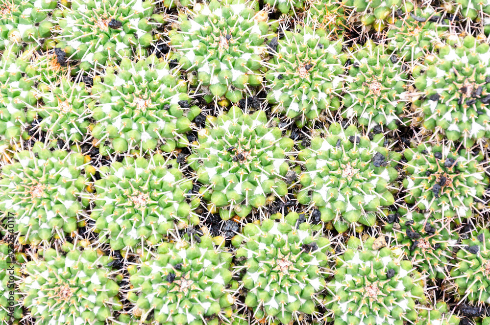cactus, background picture, succulent,plant, desert cactus, background picture, succulent,plant, desert