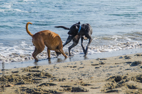 Photograph of a dog running along a beach in Menorca