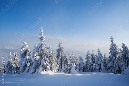 Winter forest with trees in the snow