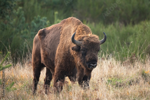 European bison, bison bonasus, Ralsko 