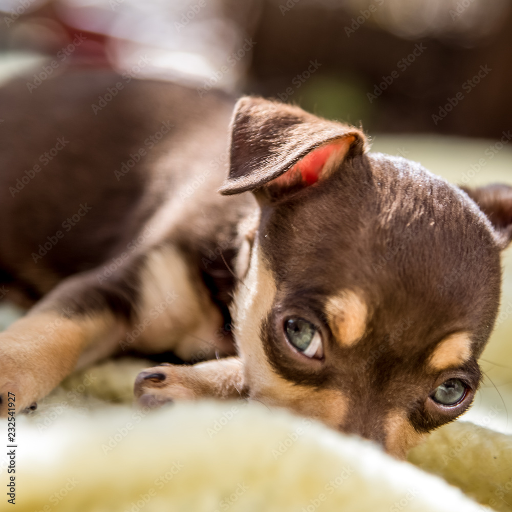Closeup of Tiny Brown and Tan Chihuahua Puppy Lies in Yellow Blanket