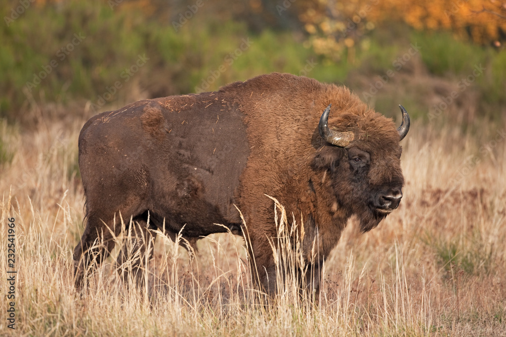 European bison, bison bonasus, Ralsko
