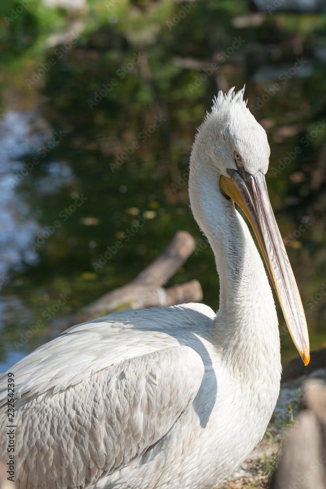 VIENNA, AUSTRIA - OCTOBER 08, 2018: Schonbrunn Zoo. Pelican VIENNA, AUSTRIA - OCTOBER 08, 2018: Schonbrunn Zoo. Pelican