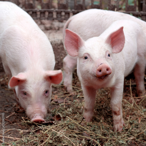 Two little cute pigs on the farm. © innaso4inska