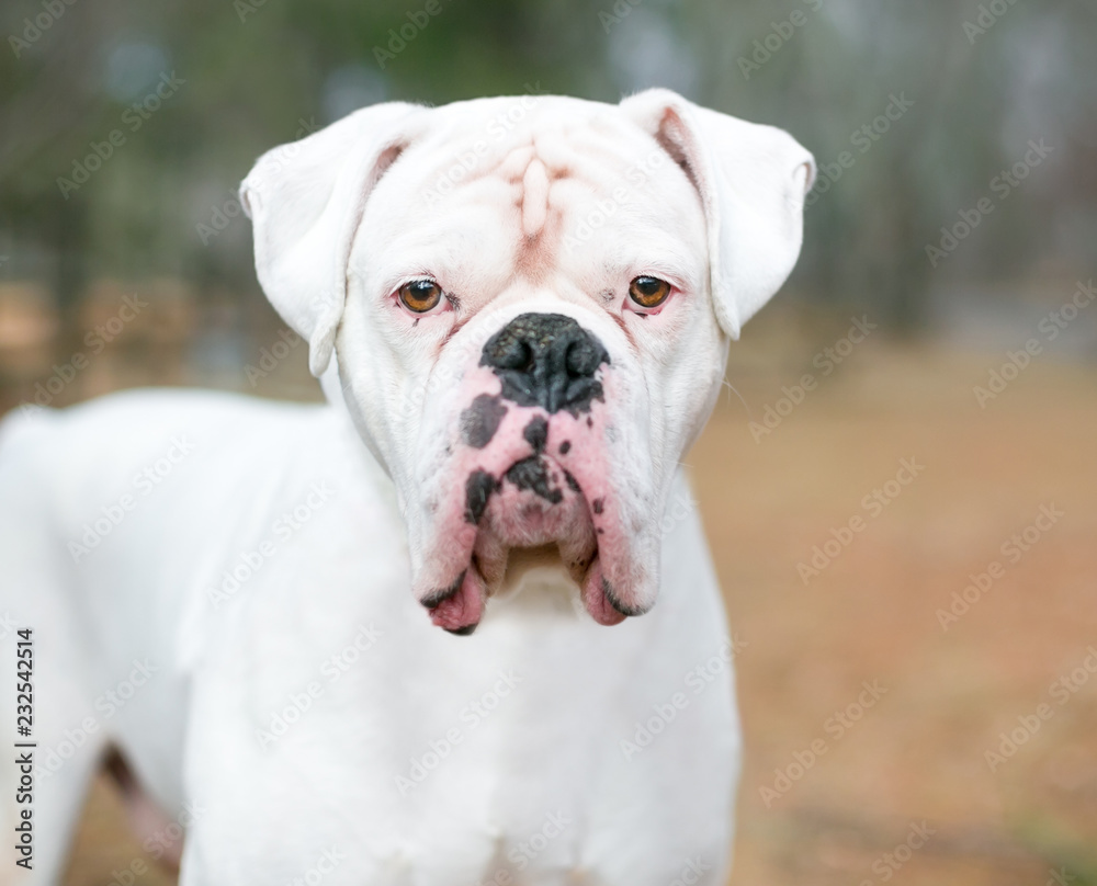 A white Boxer mixed breed dog looking at the camera