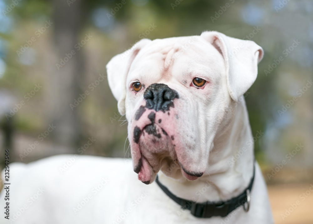 Close up of a white Boxer mixed breed dog