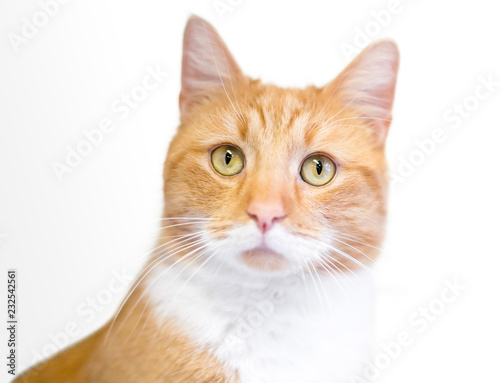 A domestic shorthair cat with orange tabby and white markings