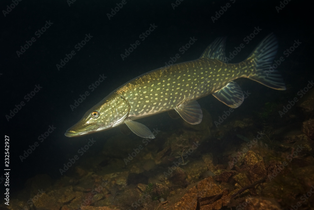 northern pike, esox lucius, czech dive northern pike, esox lucius, czech dive