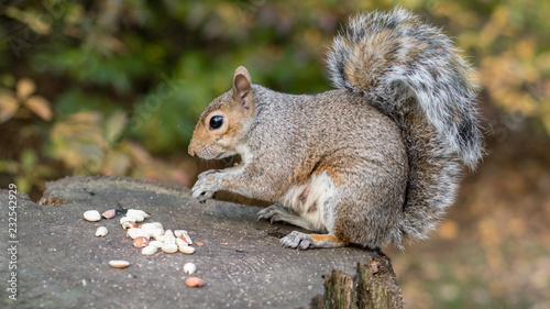 Eastern Grey Squirrel Feeding on Seeds and Nuts