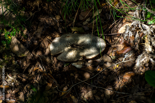 Fotografia ravvicinati a funghi in natura