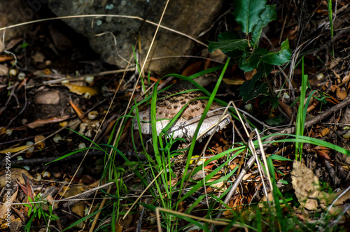 Fotografia ravvicinati a funghi in natura photo