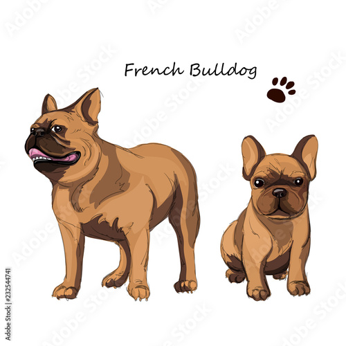 French Bulldog adult dog and a puppy. Colorful dogs illustration in vector.