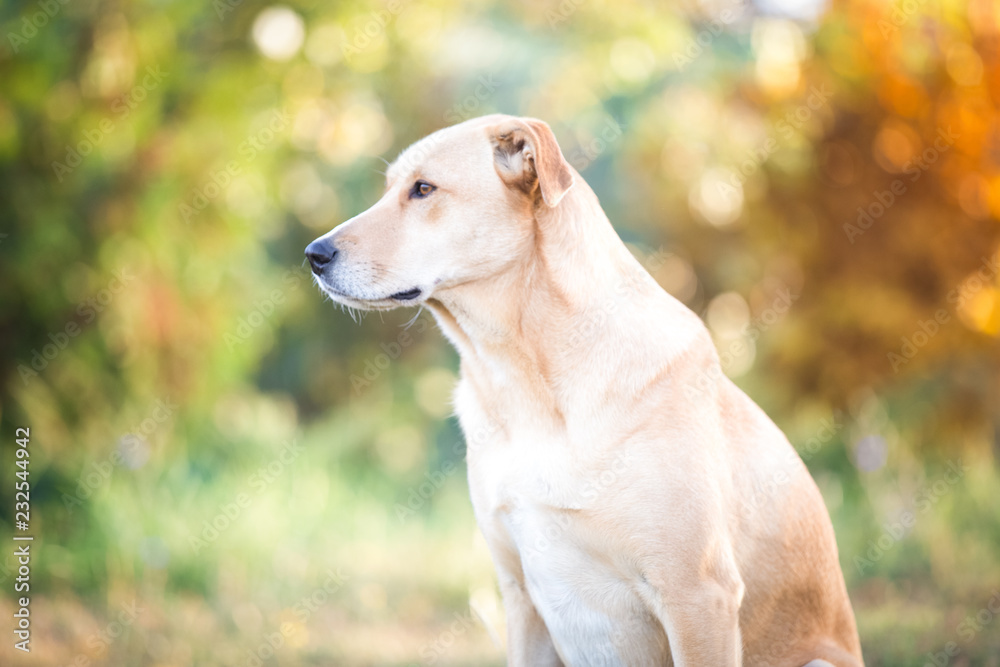 Mixed breed labrador rescue dog  in autumn garden