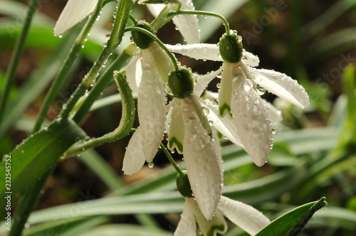 Galanthus nivalis Bucaneve Snowdrop Campanilla de invierno Śnieżyczka przebiśnieg ft81039460 Galanto Kleine Schneeglöckchen زهرة اللبن الشتوية  photo