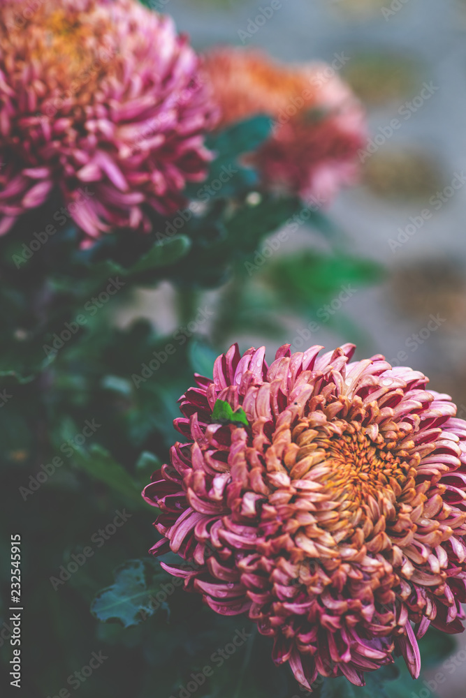 Autumnal flowers background Autumnal flowers background