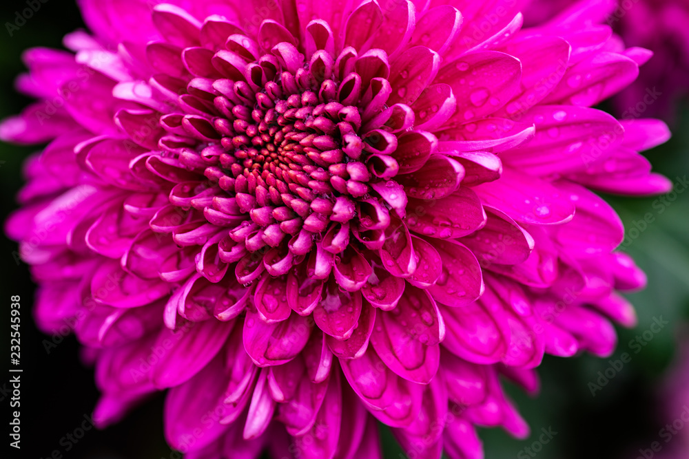 Autumnal flowers background Autumnal flowers background
