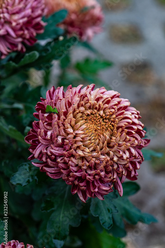 Autumnal flowers background