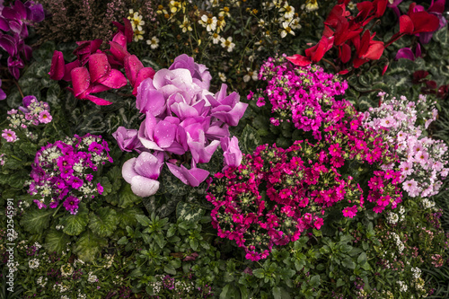 pink flowers in the garden