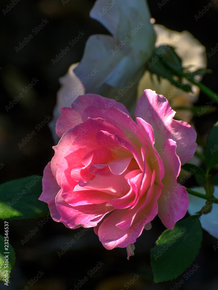 Beautiful roses in a flower bed in the Mikhailovsky garden. Beautiful roses in a flower bed in the Mikhailovsky garden.