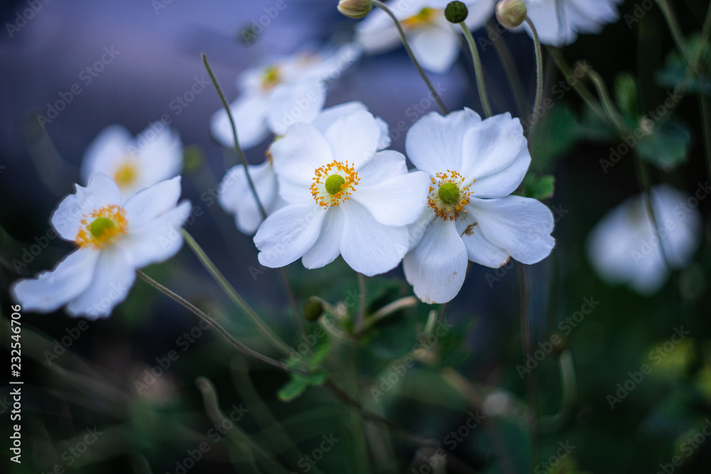 White Anemone or thimbleweed windflower in bloom outdoor White Anemone or thimbleweed windflower in bloom outdoor