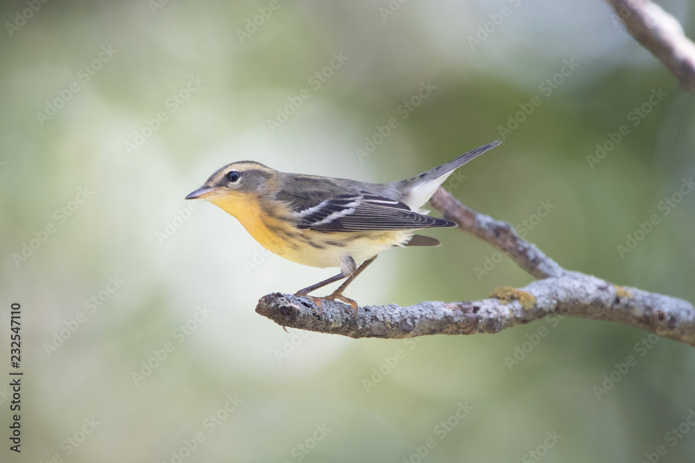 Female Blackburnian Warbler 2 Female Blackburnian Warbler 2