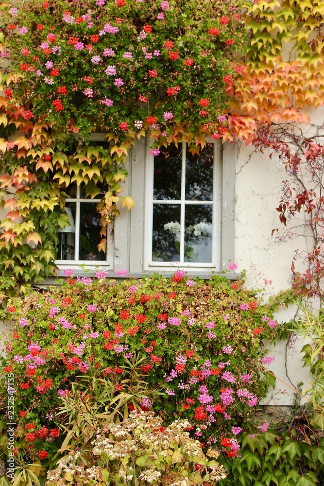 window, house with flowers