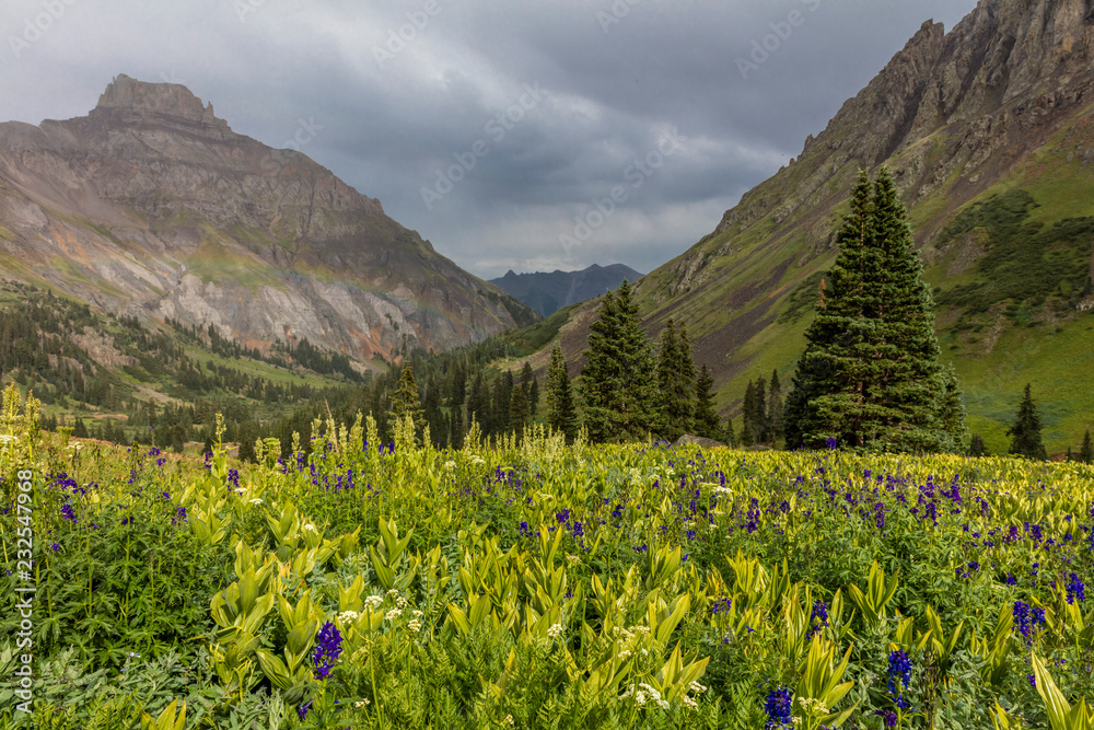 July 20, 2018 - OURAY COLORADO USA - Yankee Boy Basin mountain flowers in bloom, outside of Ouray Colorado