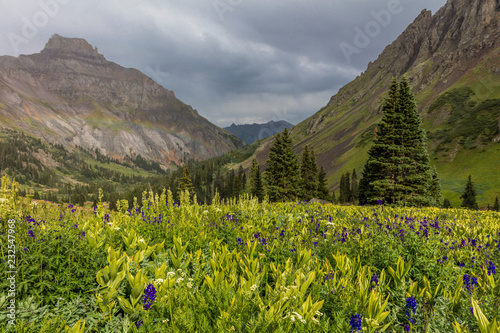 July 20, 2018 - OURAY COLORADO USA - Yankee Boy Basin mountain flowers in bloom, outside of Ouray Colorado photo