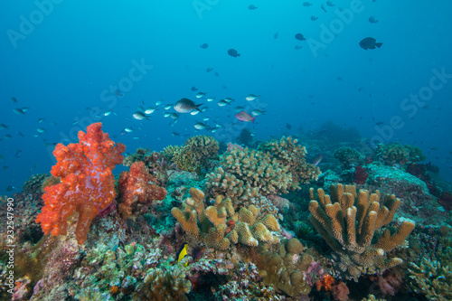Colorful reef in Fiji © The Ocean Agency