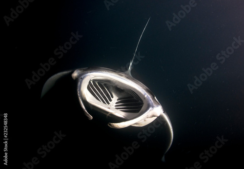 Manta ray at night hunting photo