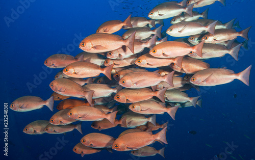 Photography School of red fish