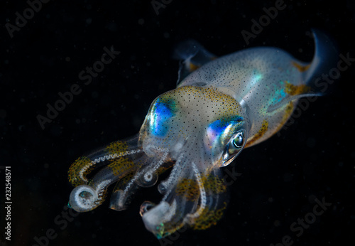 Photography Squid at night