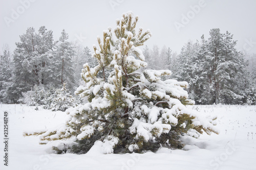 Wallpaper Mural Christmas tree in snowy winter forest Torontodigital.ca