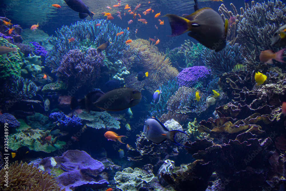 Naklejka premium Aquarium Reef