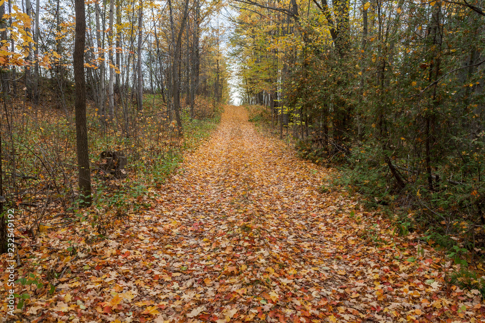 road covered with leaves