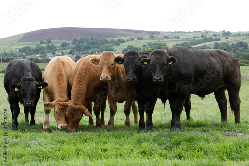 Limousin Bullocks on a Yorkshire Farm