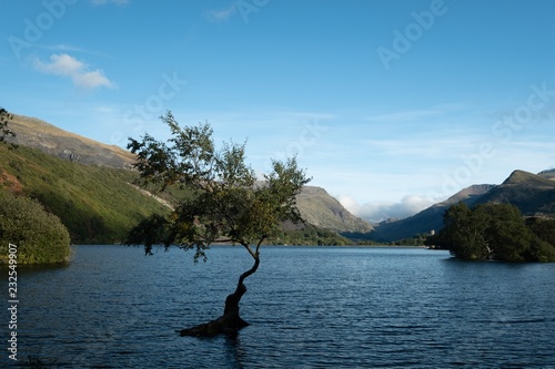 Fototapeta Naklejka Na Ścianę i Meble -  The lone tree in Lake Padern Wales