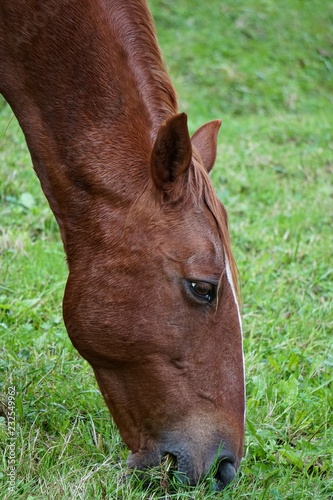 the beautiful brown horse portrait