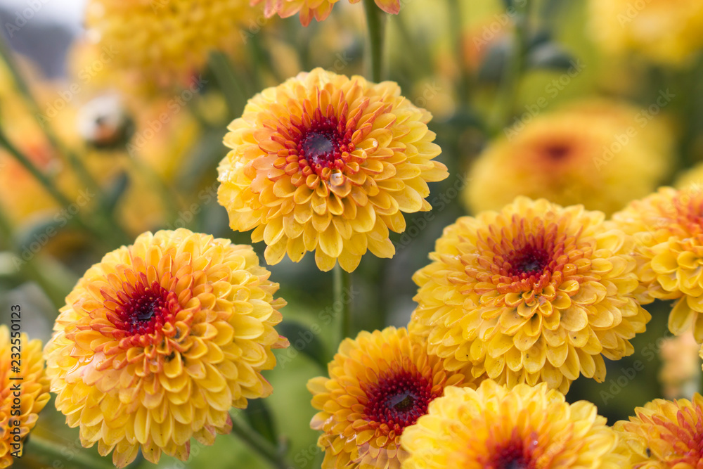 Macro of blooming Lollipop Yellow Chrysanthemum flowers with water drops in center from morning dew. Blurry background. Macro of blooming Lollipop Yellow Chrysanthemum flowers with water drops in center from morning dew. Blurry background.