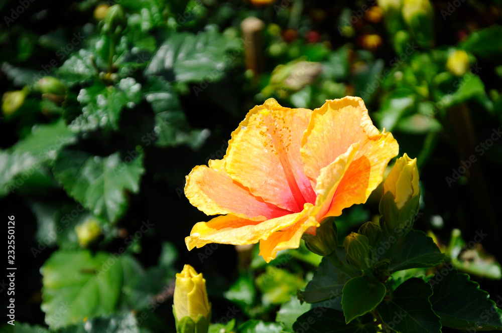 Hibiscus rosa-sinensis or is a genus of flowering plants in the mallow family, Malvaceae. It was a Malaysian national flower call Bunga Raya. Hibiscus rosa-sinensis or is a genus of flowering plants in the mallow family, Malvaceae. It was a Malaysian national flower call Bunga Raya.