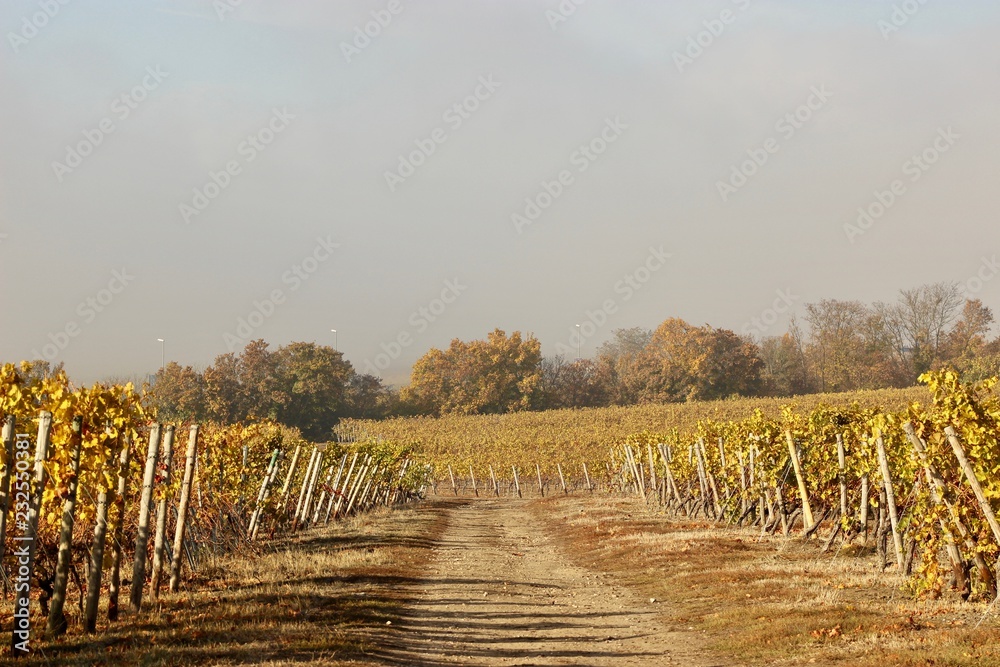 autumn landscape with grape field