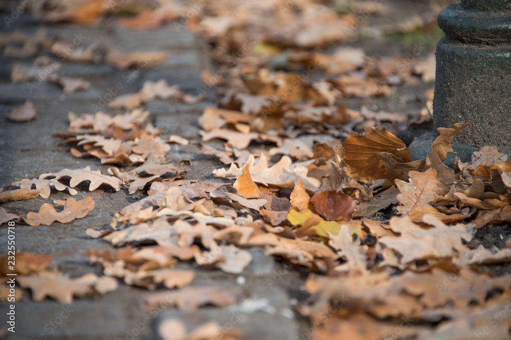 fallen leaves on ground fallen leaves on ground