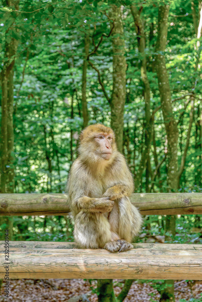 Naklejka premium Berberaffe sitzt auf Holzstamm