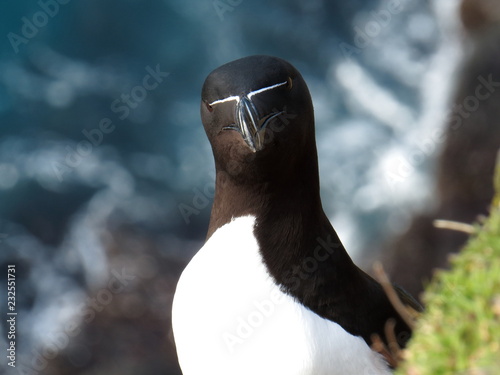 Razorbill - are you looking at me  photo