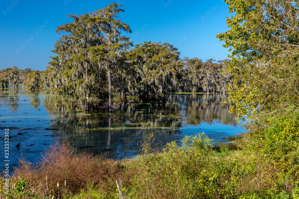 Cajun Swamp & Lake Martin, near Breaux Bridge and Lafayette Louisiana