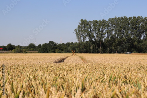 Yellow field in Erftstadt 