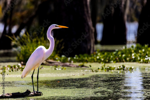 Fototapeta White Egret in Cajun Swamp & Lake Martin, near Breaux Bridge and Lafayette Louis
