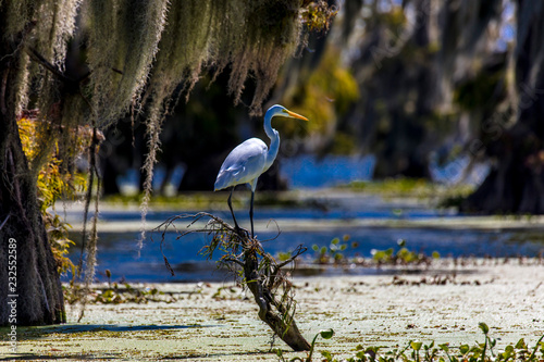 White Egret in Cajun Swamp & Lake Martin, near Breaux Bridge and Lafayette Louisiana