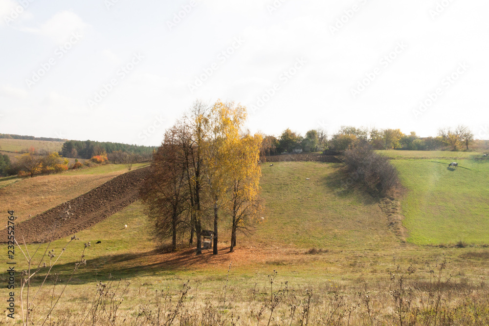 Fototapeta premium countryside landscape, horse in a field, image for background, village