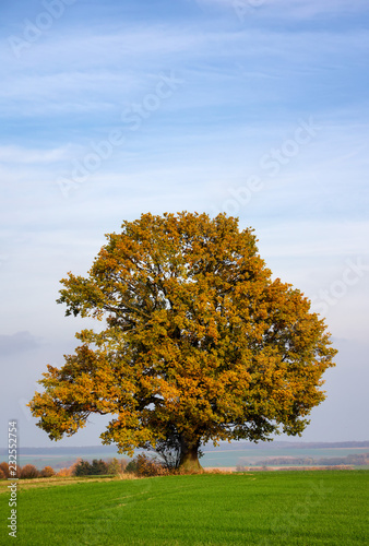 Tree in autumn landscape